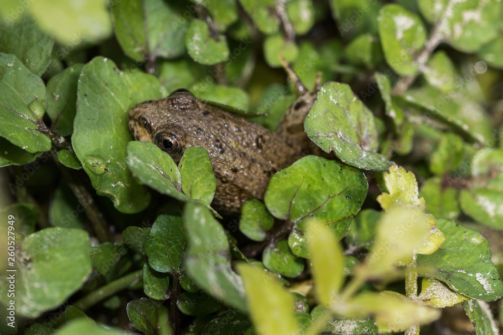 Fototapeta premium Frosch versteckt sich in Blättern