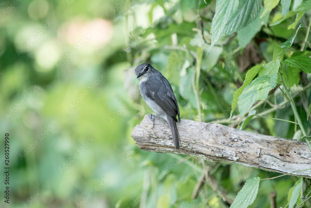 Bird in African Bird in African