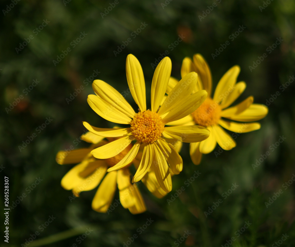 YELLOW FLOWER 5 YELLOW FLOWER 5