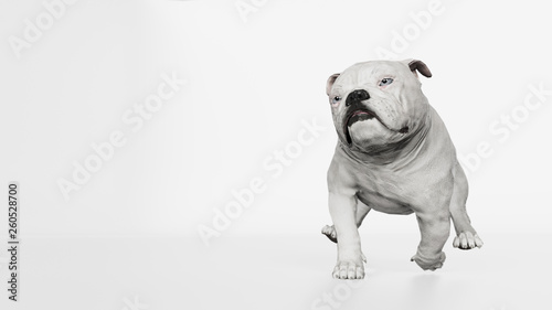 English bulldog running baldly 3d render photo