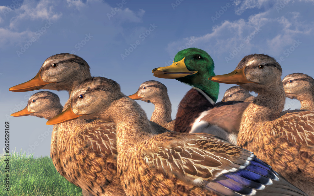 A group of mallards waddles together. In the middle of them is one solitary drake. He glances at the camera from among the females ducks with what looks like a smile. 3D rendering A group of mallards waddles together. In the middle of them is one solitary drake. He glances at the camera from among the females ducks with what looks like a smile. 3D rendering