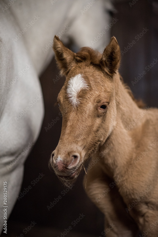 Fototapeta premium Pferd Pony Ponyzucht Ponyfohlen im Stall