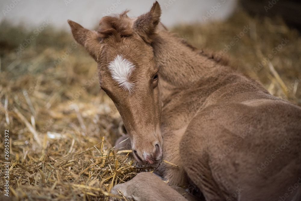 Pferde Ponyfohlen im Stroh