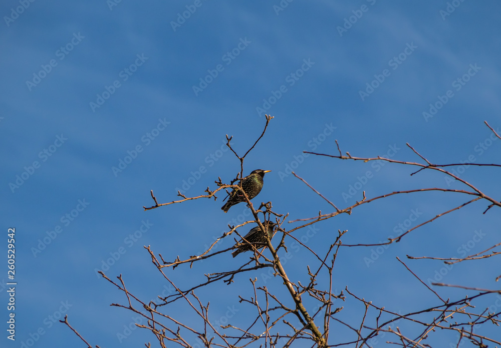 Starlings sit on a tree and sing a spring song, a symbol of spring. Starlings sit on a tree and sing a spring song, a symbol of spring.