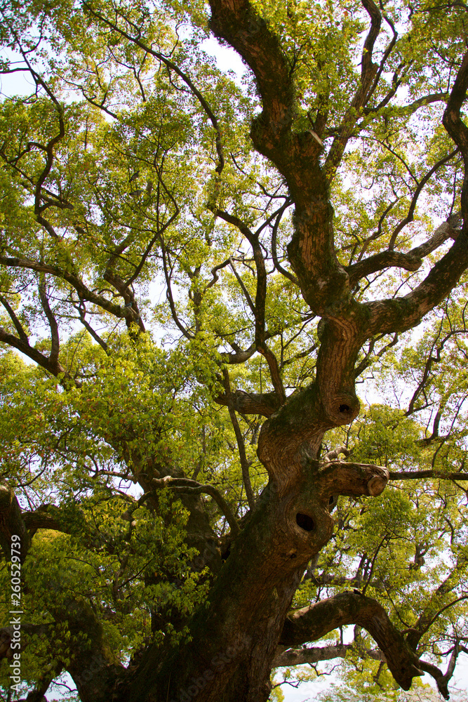 Naklejka premium 木