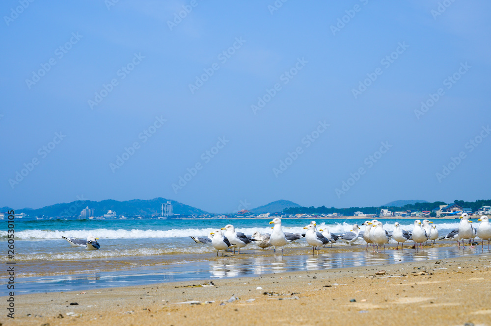 青空と青い海、砂浜に戯れるカモメ