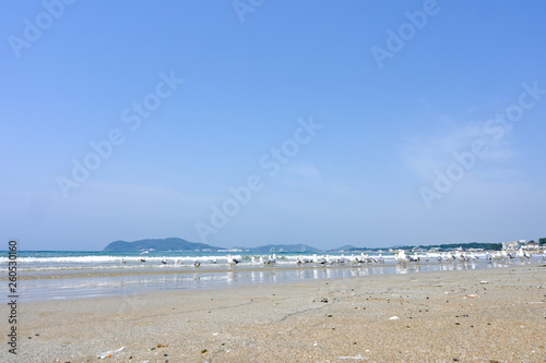 青空と青い海、砂浜に戯れるカモメ © doraneko777