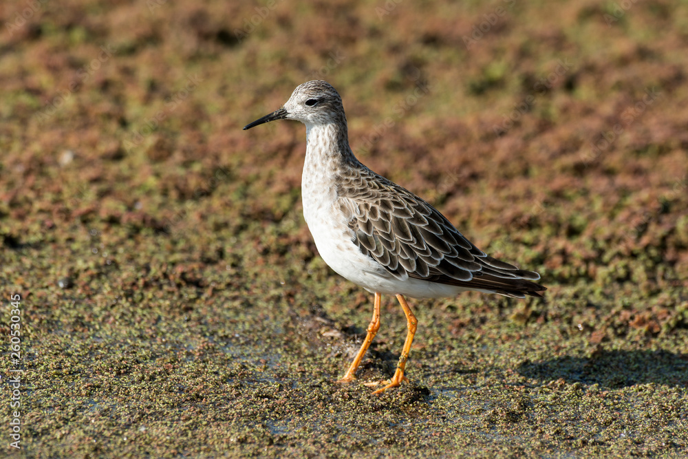 chevalier combattant, Combattant varié, Philomachus pugnax Photos | Adobe  Stock