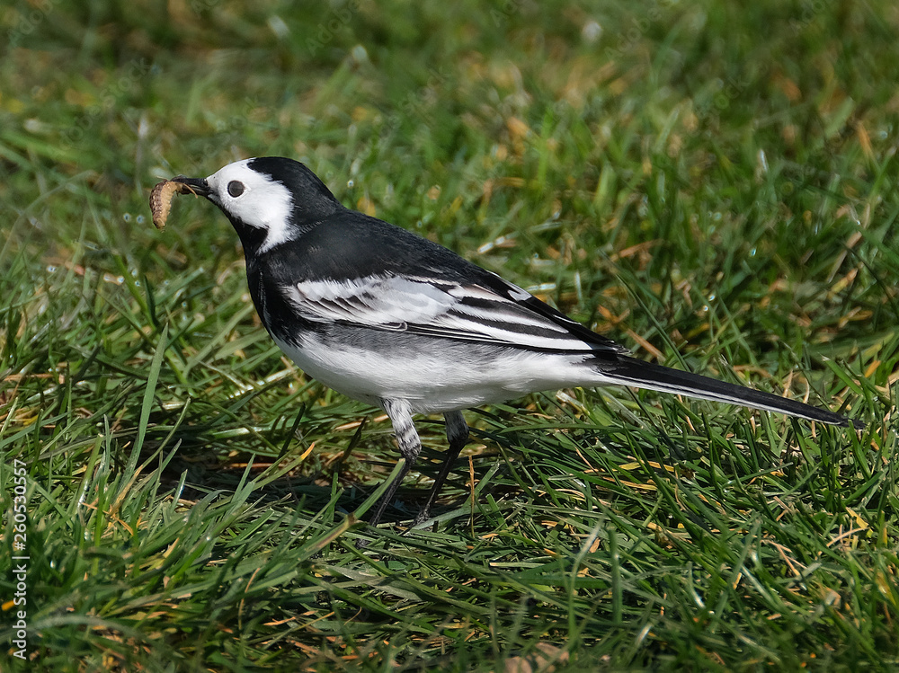 Wagtail feeding on grass lawn. The wagtails are a genus, Motacilla, of passerine birds in the family Motacillidae. Wagtail feeding on grass lawn. The wagtails are a genus, Motacilla, of passerine birds in the family Motacillidae.