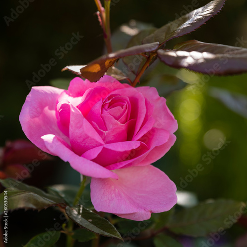 Fototapeta Naklejka Na Ścianę i Meble -  Single pink rose (variety Mum in a Million) against a leafy background