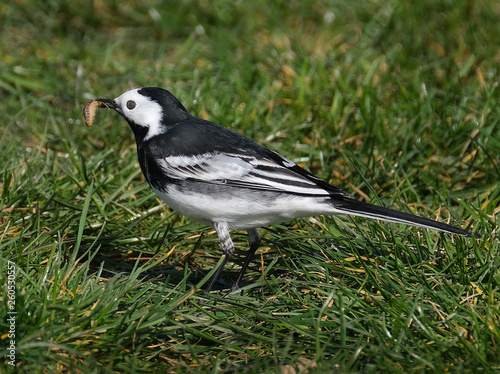 Wagtail feeding on grass lawn. The wagtails are a genus, Motacilla, of passerine birds in the family Motacillidae.