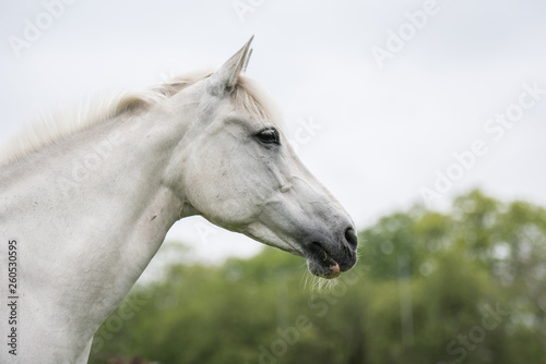 Pferde Pony Schimmelstute © Ines Hasenau