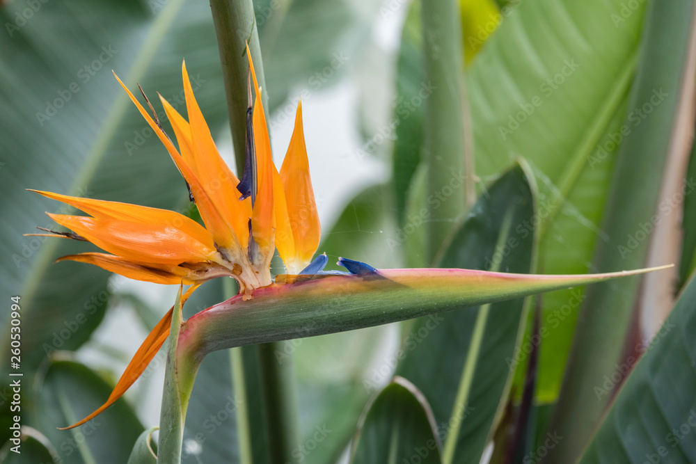 Strelitzia reginae (Bird of paradise flower) against leaves Strelitzia reginae (Bird of paradise flower) against leaves