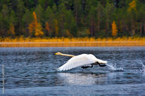 Whooper swan.