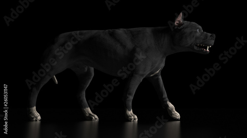 Fotografi Pitbull dog side view growling 3d render