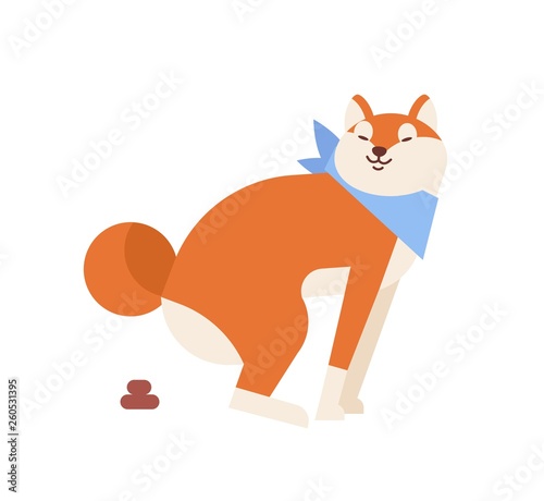 Funny Akita Inu pooping or defecating during walk. Cute dog of Japanese breed isolated on white background. Purebred domestic animal performing daily activity. Flat cartoon vector illustration.