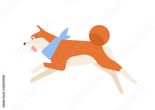 Frisky Akita Inu running or jumping. Active funny purebred Japanese dog wearing neck scarf isolated on white background. Daily activity of domestic animal or pet. Flat cartoon vector illustration.