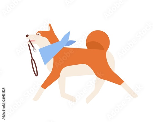 Cute Akita Inu carrying leash. Adorable Japanese dog wearing neck scarf ready for walk. Daily activity of domestic animal or pet. Happy fluffy friend. Flat cartoon colorful vector illustration.