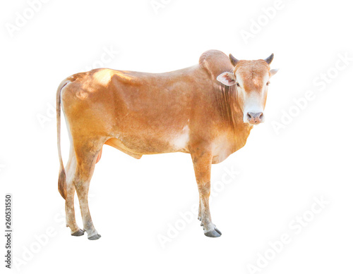Young brown male cow stand and looking at camera isolated on white background with clipping path