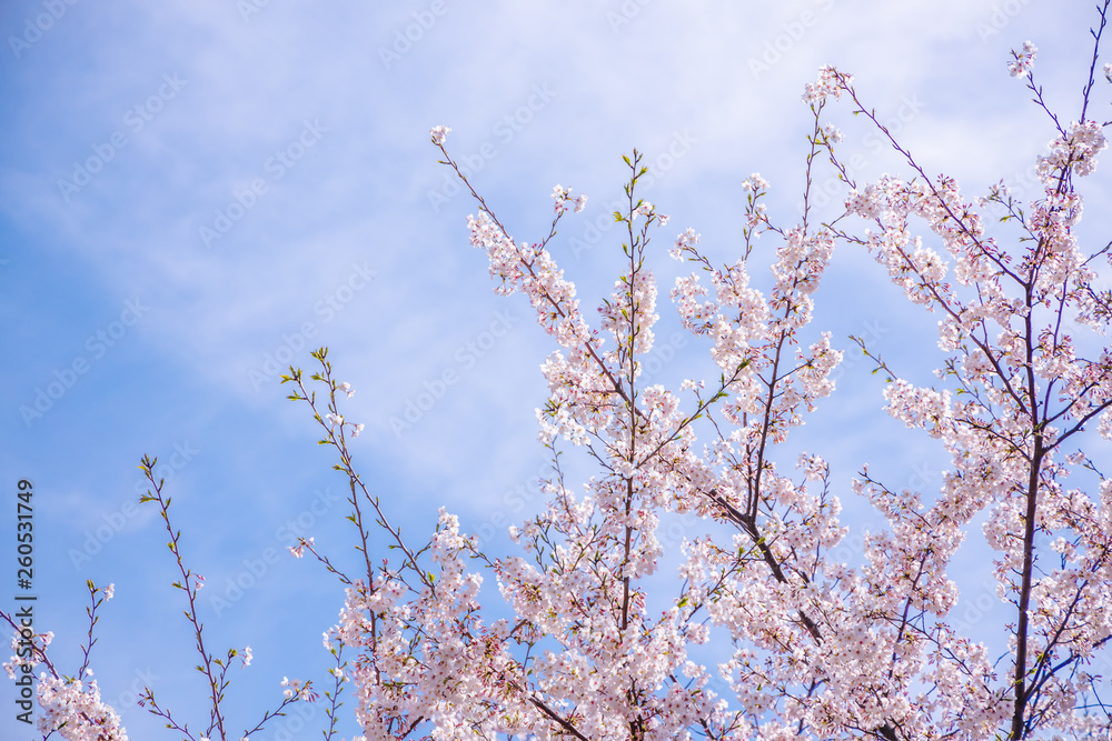 満開の桜の花
