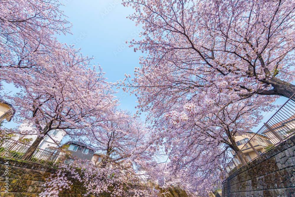 満開の桜の花 満開の桜の花