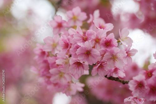 Kawazu cherry blossoms © ikwc_expf