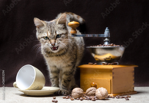 offended tabby color kitten sits next to a manual coffee grinder and coffee grains photo