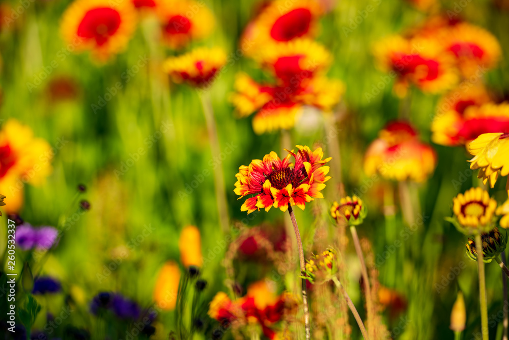 Meadow of wild flowers Meadow of wild flowers