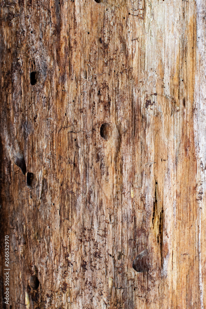 Naklejka premium Distressed wood grain of an aged pine tree ~GRAIN~