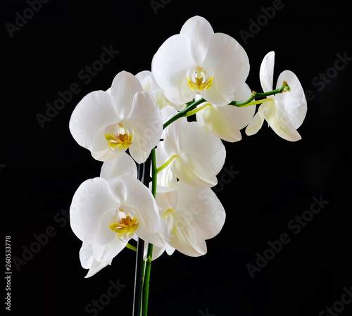 white orchids on black