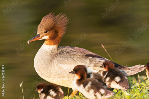 Gänsesäger mit Jungen