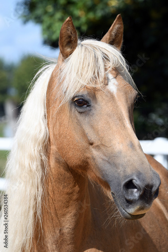 Portait eines Morgan Horses Kopfes 