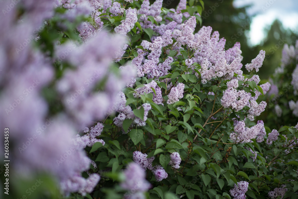 Lilac tree flowers on unfocused background. Thick shrub in bloom Lilac tree flowers on unfocused background. Thick shrub in bloom