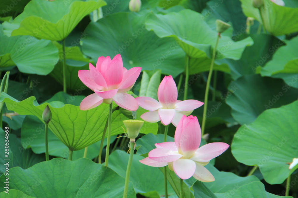 lotus flowers on a background of green leaves lotus flowers on a background of green leaves