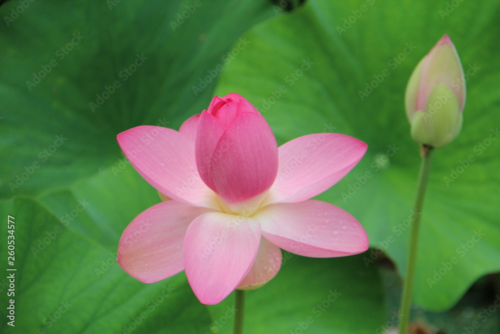 lotus flower on a background of green leaves lotus flower on a background of green leaves