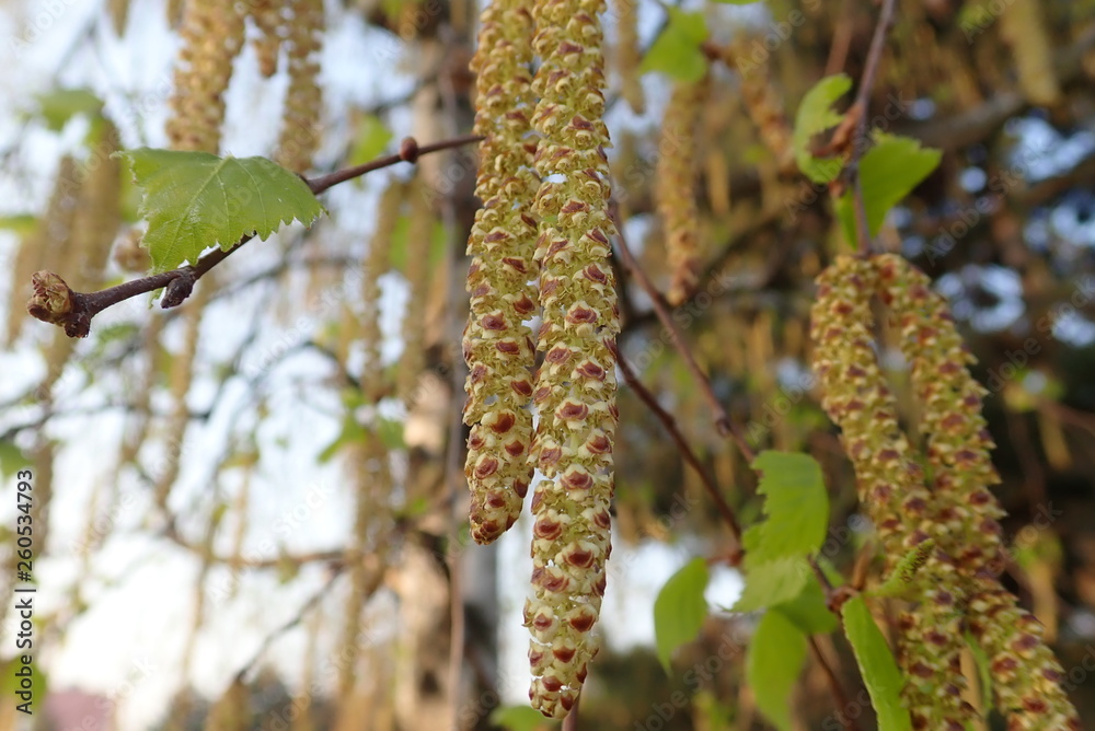 Naklejka premium beautiful spring nature in a blossom