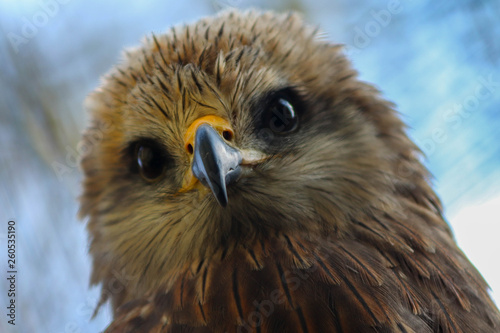 Bec d'aigle royal.