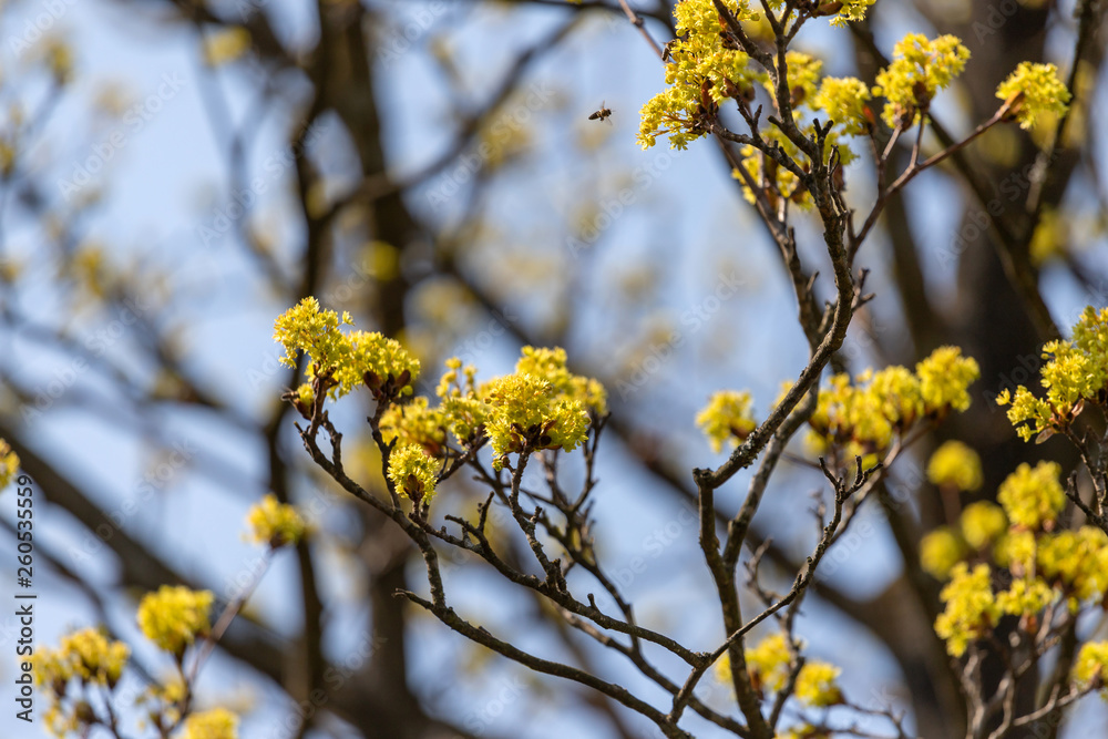 Flowering trees Flowering trees
