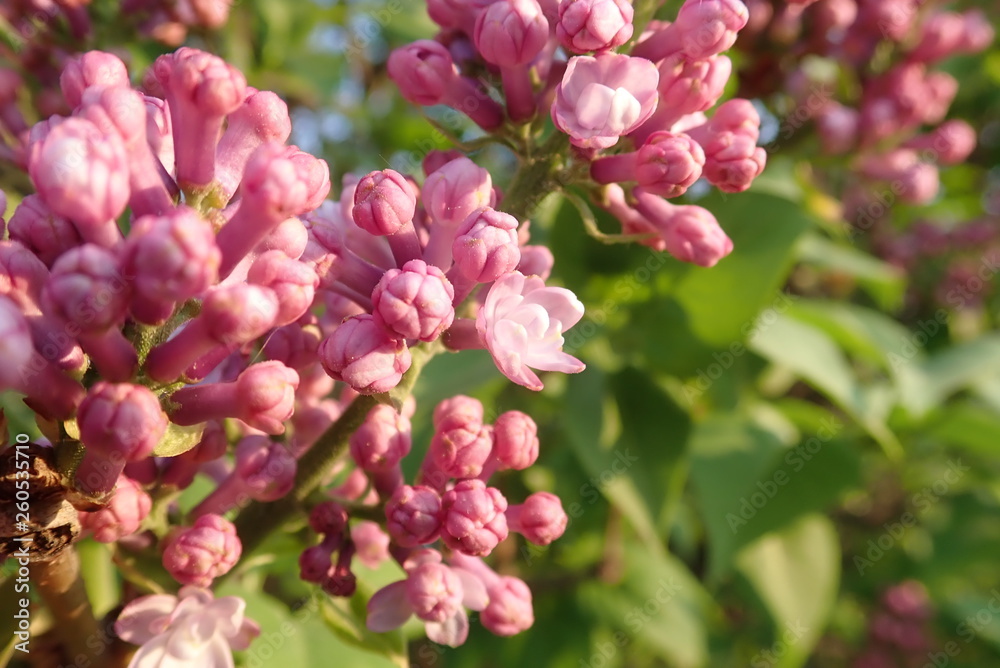   beautiful spring nature in a blossom