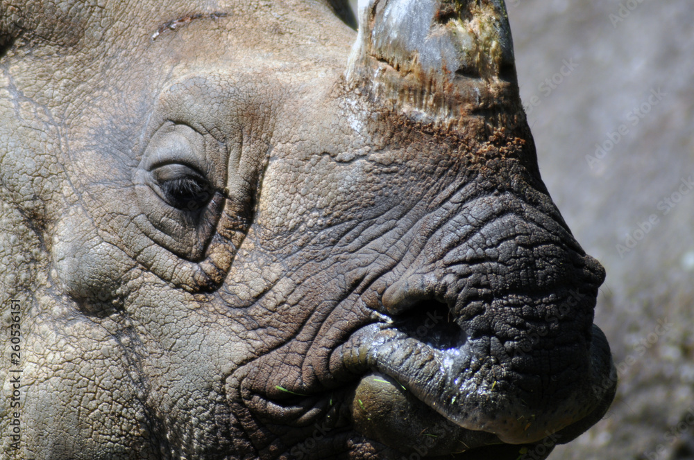 Obraz premium Nachaufnahme vom Nashorn (Brautmaulnashorn) 