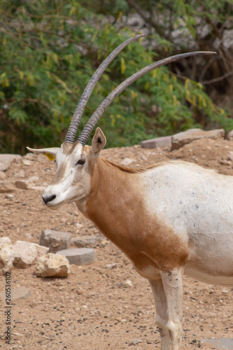 A scimitar oryx or scimitar-horned oryx (Oryx dammah)