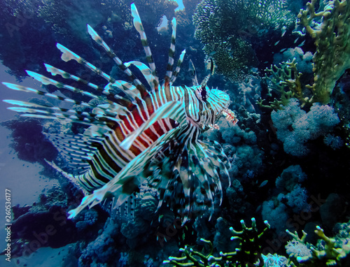 Feuerfisch Pterois volitans
