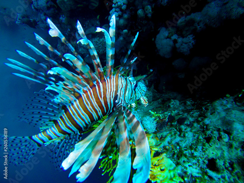 Feuerfisch Pterois volitans