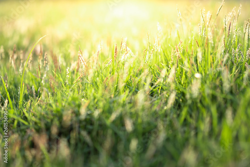 Close up beautiful view of nature green grass on blurred greenery tree background with sunlight in public garden park. It is landscape ecology and copy space for wallpaper and backdrop.