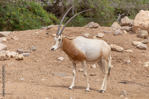 A scimitar oryx or scimitar-horned oryx (Oryx dammah)
