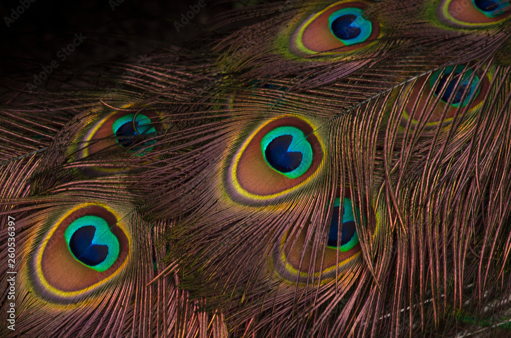 Obraz premium Pfauenfedern