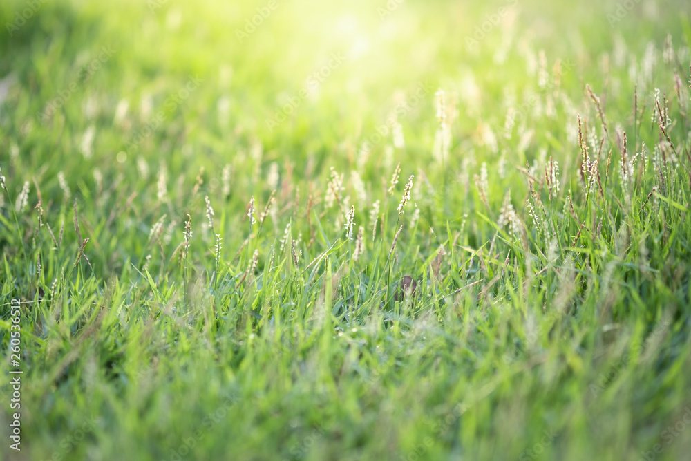 Close up beautiful view of nature green grass on blurred greenery tree background with sunlight in public garden park. It is landscape ecology and copy space for wallpaper and backdrop. Close up beautiful view of nature green grass on blurred greenery tree background with sunlight in public garden park. It is landscape ecology and copy space for wallpaper and backdrop.