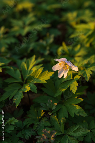 Close up of Anemone Nemorosa, windflower standing in the sunlight from a sunset in Pålsjö Forest in Helsingborg, Sweden as an early sign of spring. Green leaves allround the white flower.