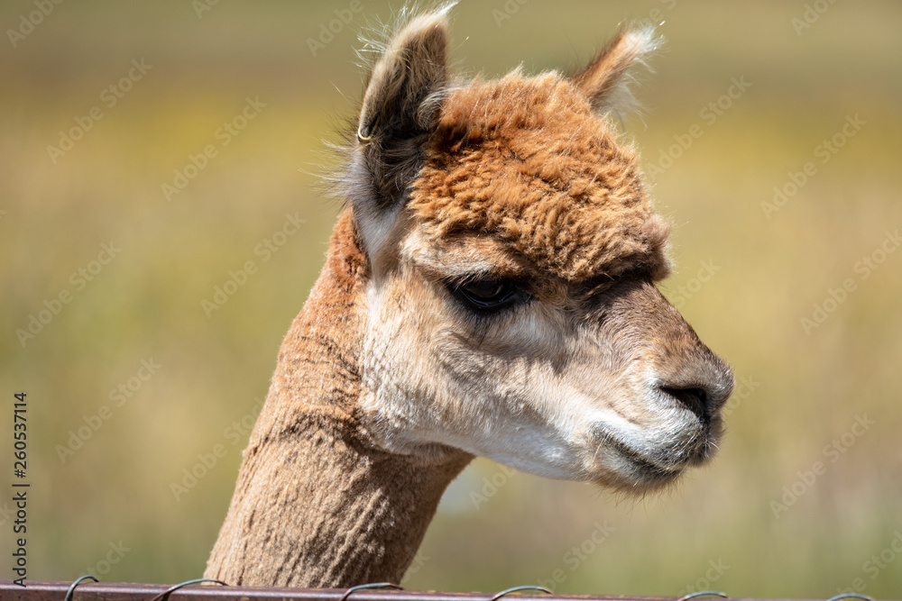 Fototapeta premium Alpaca animal in New Zealand