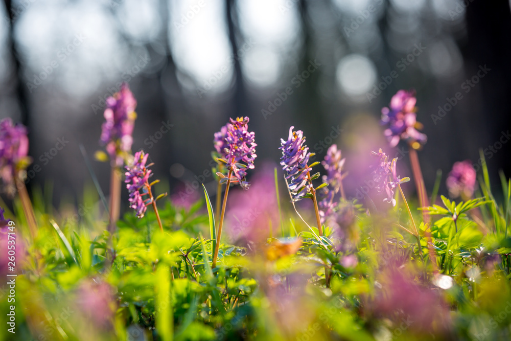 Obraz premium wild flowers in spring forest